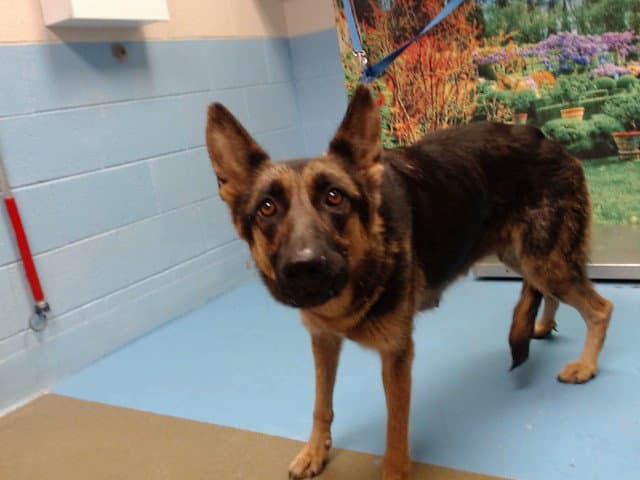 Unknown - German Shepherd Dog