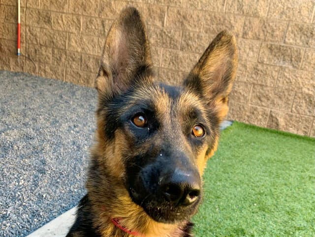 Unknown - German Shepherd Dog