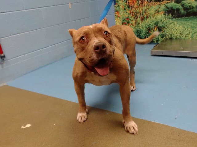 Unknown - Pit Bull Terrier