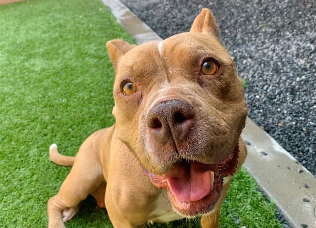 Unknown - Pit Bull Terrier