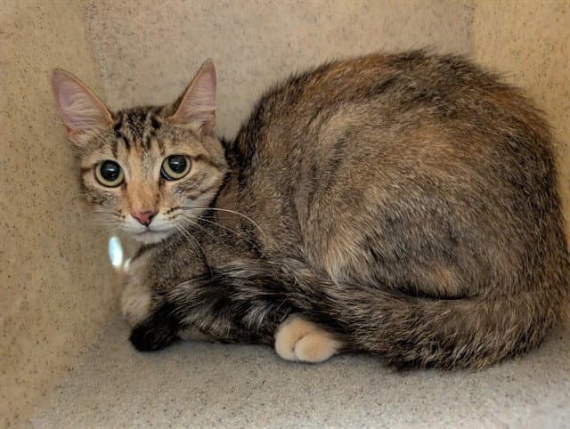 Unknown - Domestic Short Hair