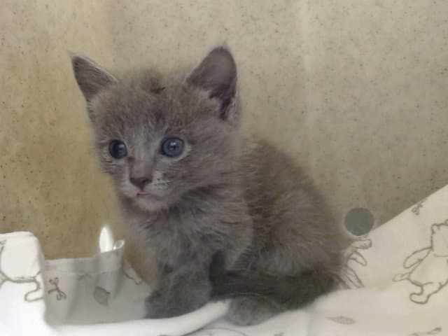 Unknown - Domestic Short Hair