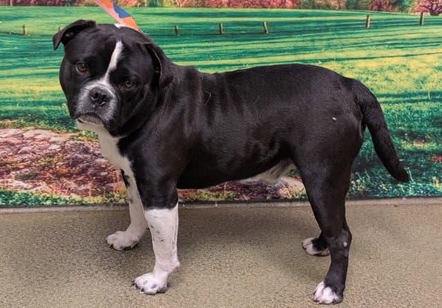 Unknown - Pit Bull Terrier