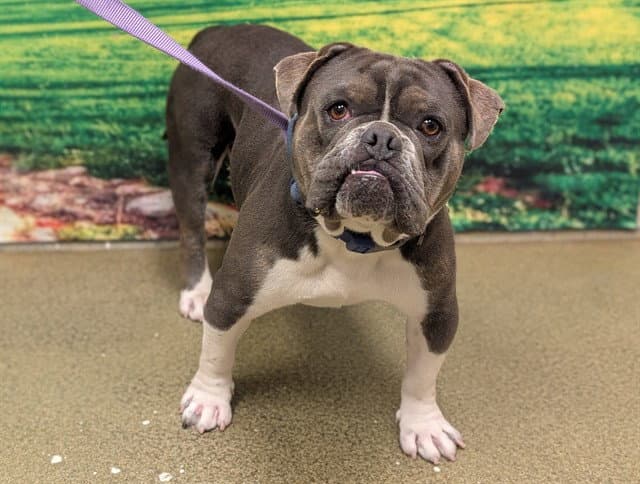 Unknown - Pit Bull Terrier