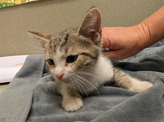 Unknown - Domestic Short Hair