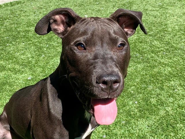 Unknown - Pit Bull Terrier