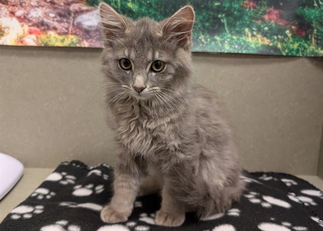 Unknown - Domestic Medium Hair
