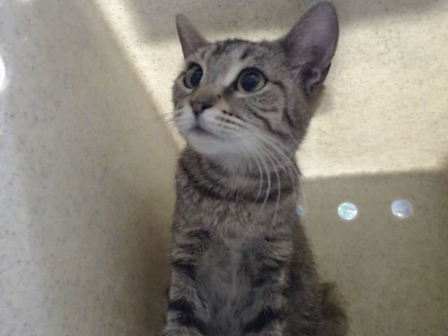Unknown - Domestic Short Hair