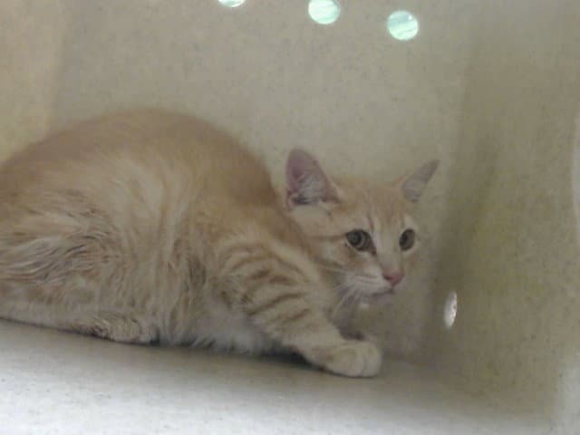 Unknown - Domestic Short Hair