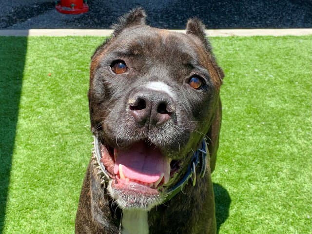 Unknown - Cane Corso Mastiff