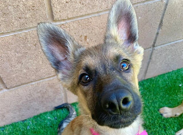 Unknown - German Shepherd Dog