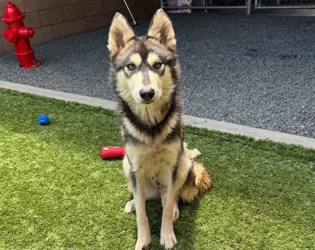 Unknown - Siberian Husky