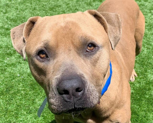 Unknown - Pit Bull Terrier