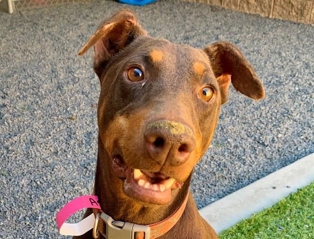 Unknown - Doberman Pinscher