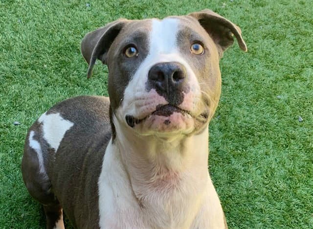 Chico - Pit Bull Terrier