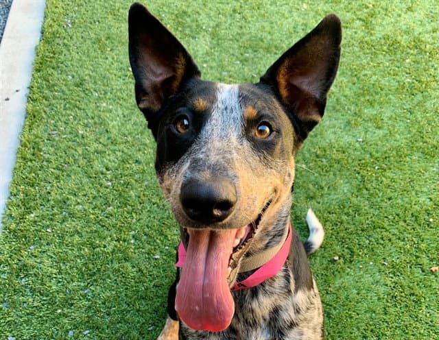 Unknown - Australian Cattle Dog/Blue Heeler