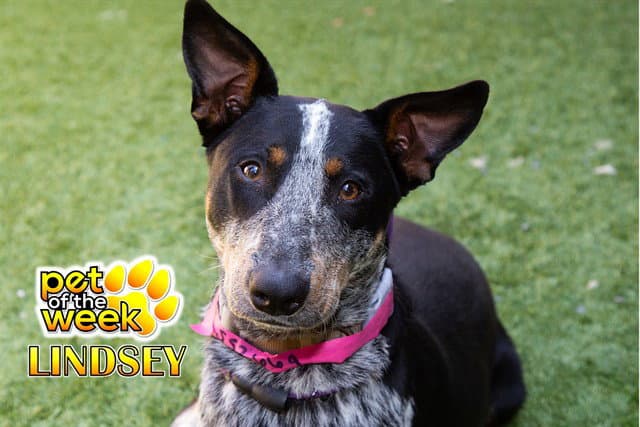 Unknown - Australian Cattle Dog/Blue Heeler