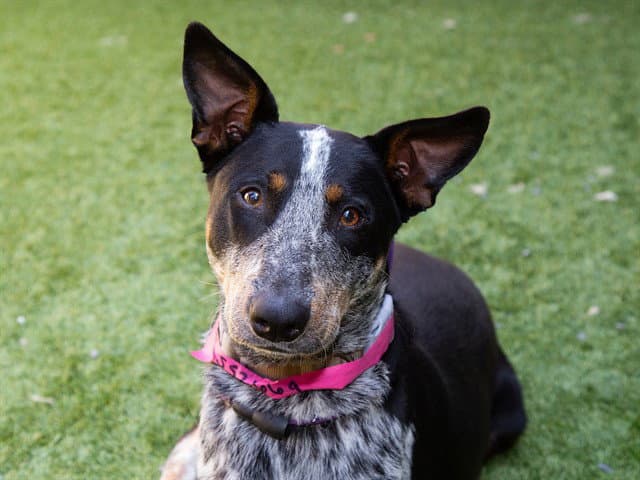 Unknown - Australian Cattle Dog/Blue Heeler