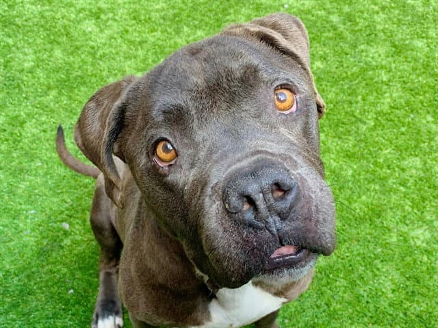 Blue - Pit Bull Terrier