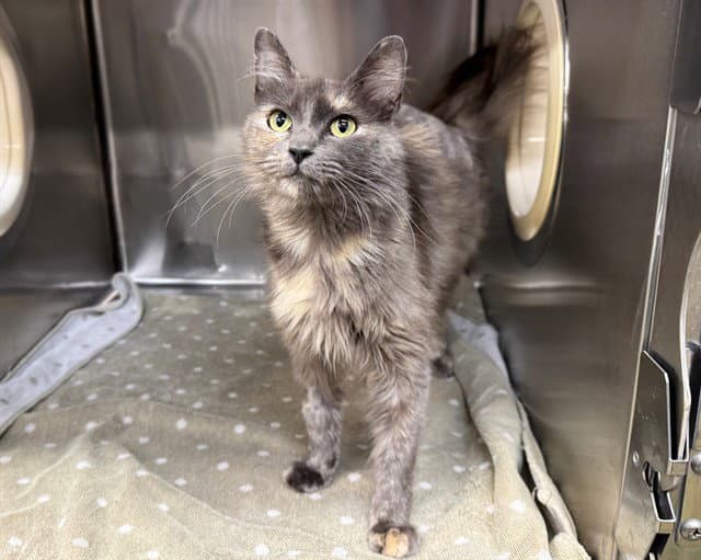 Unknown - Domestic Long Hair