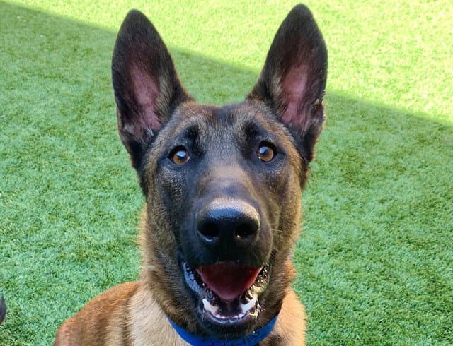 Unknown - Belgian Shepherd Malinois