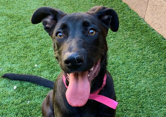 Unknown - Labrador Retriever