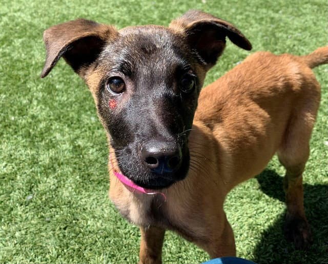 Unknown - Belgian Shepherd Malinois