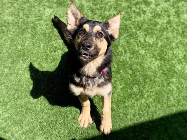 Carla - German Shepherd Dog