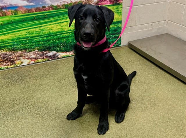 Unknown - Labrador Retriever