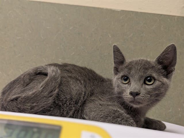 Unknown - Domestic Short Hair