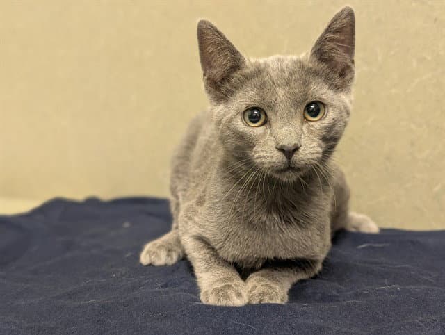 Unknown - Domestic Short Hair