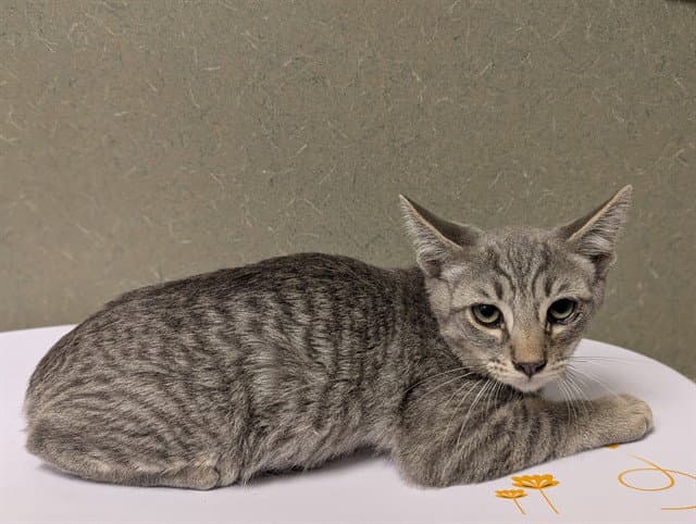 Unknown - Domestic Short Hair