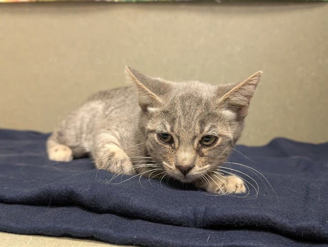 Unknown - Domestic Short Hair