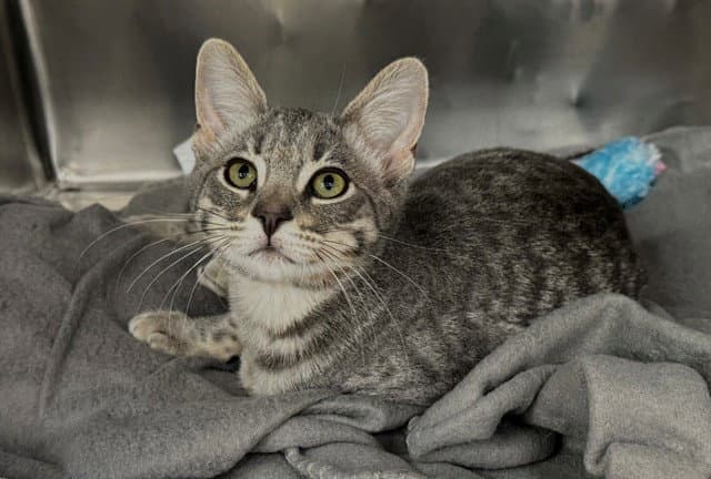 Unknown - Domestic Short Hair