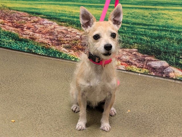 Unknown - Terrier