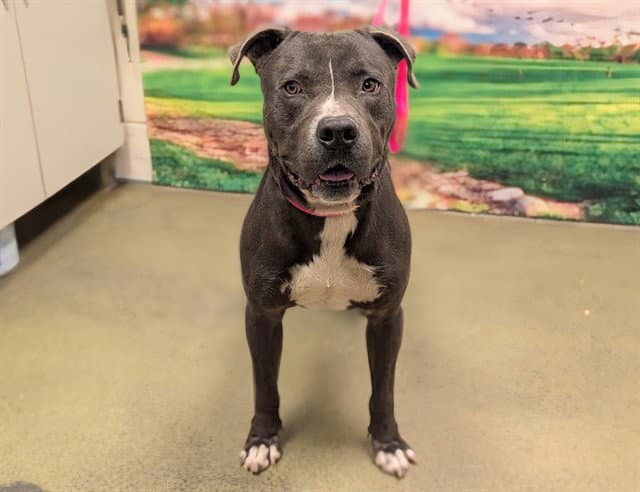Unknown - Pit Bull Terrier