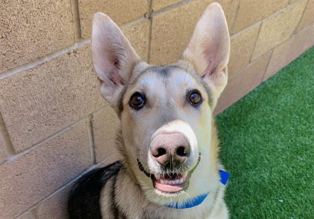 Unknown - German Shepherd Dog
