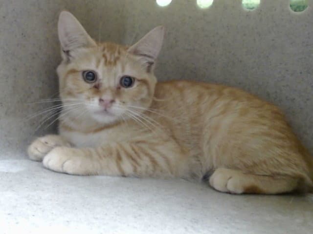 Unknown - Domestic Short Hair