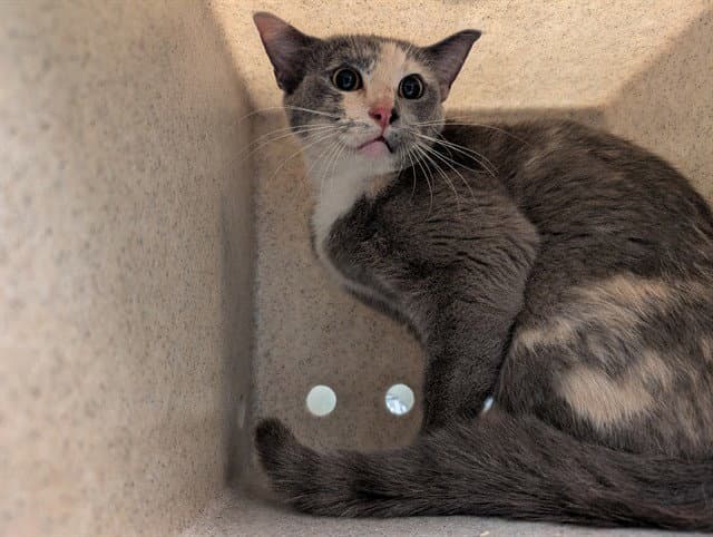 Unknown - Domestic Short Hair
