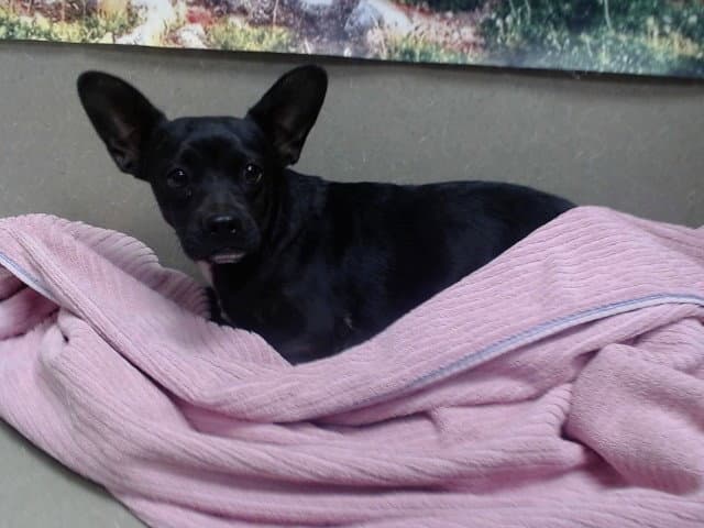 Cami - Terrier