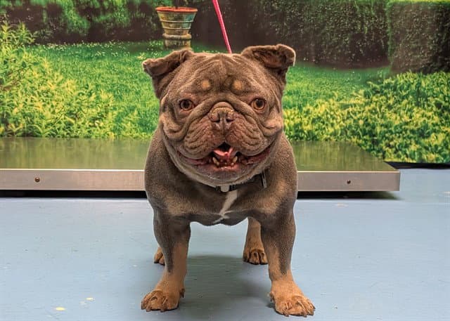 Unknown - French Bulldog
