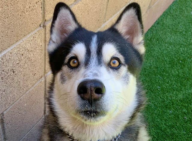 Dartagnan - Siberian Husky
