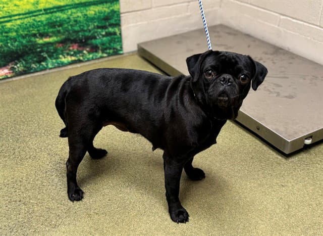 Parsnip - Pug