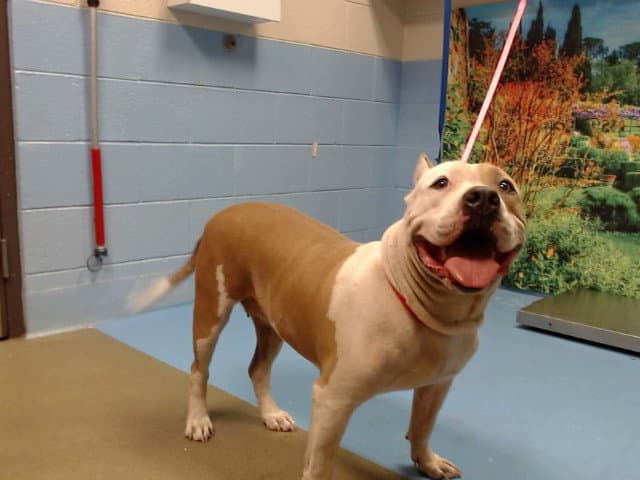 Unknown - Pit Bull Terrier