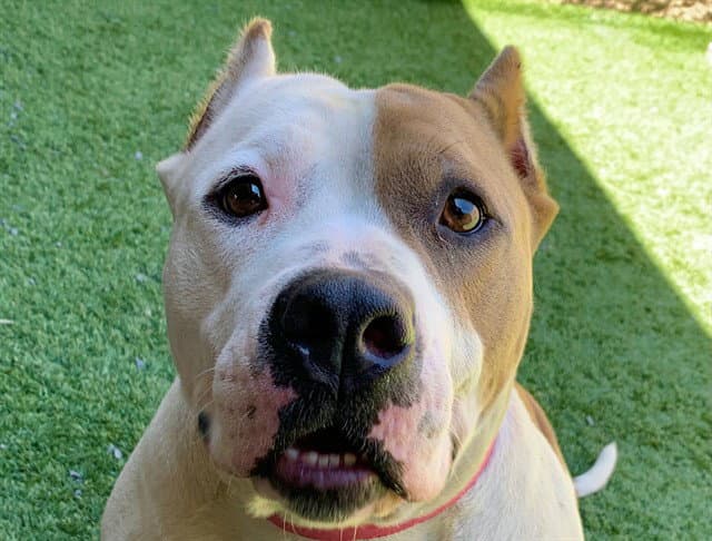 Unknown - Pit Bull Terrier