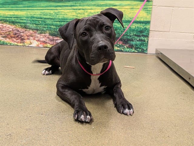 Unknown - Pit Bull Terrier