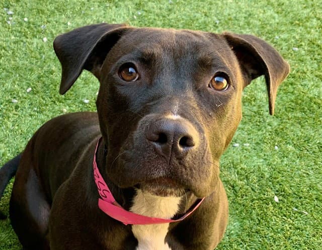 Unknown - Pit Bull Terrier