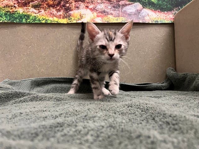 Unknown - Domestic Short Hair