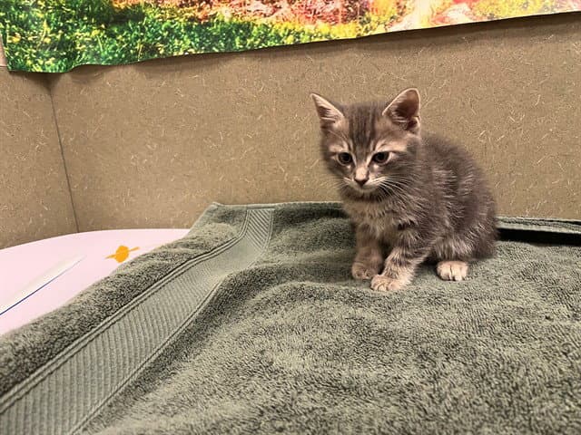 Unknown - Domestic Short Hair