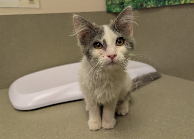 Unknown - Domestic Medium Hair